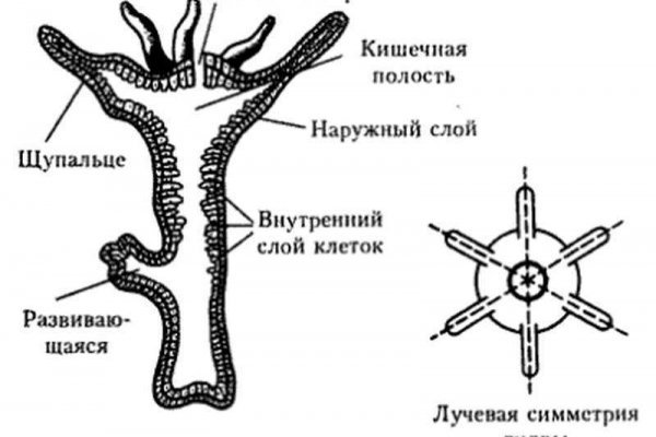 Почему не получается зайти на кракен